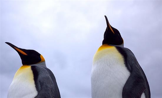 Off the Fence Joins Forces with John Downer Productions and One Tribe TV on Natural History Slate